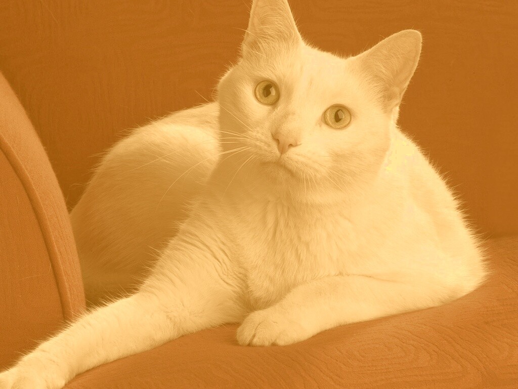 Белой кот на красном диване обои