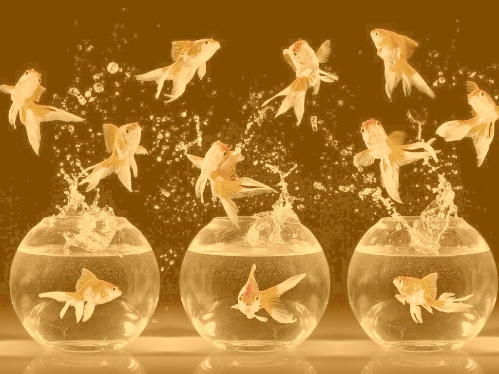 Аквариумы жонглируют рыбами обои