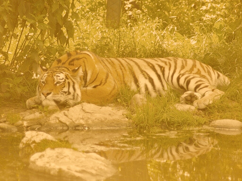 Тигр отдыхает обои