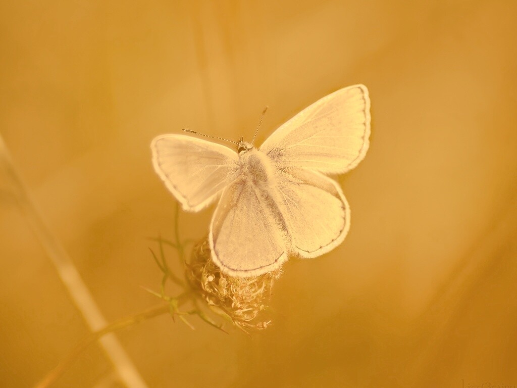 Бабочка с фиолетовыми крыльями обои