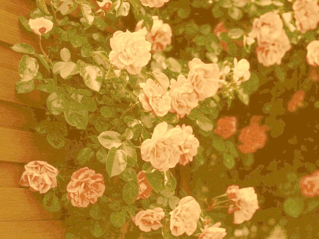 Розовый куст обои