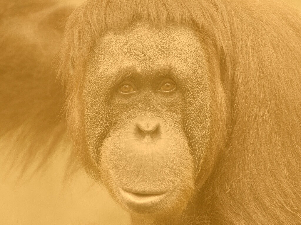 Орангутан обои
