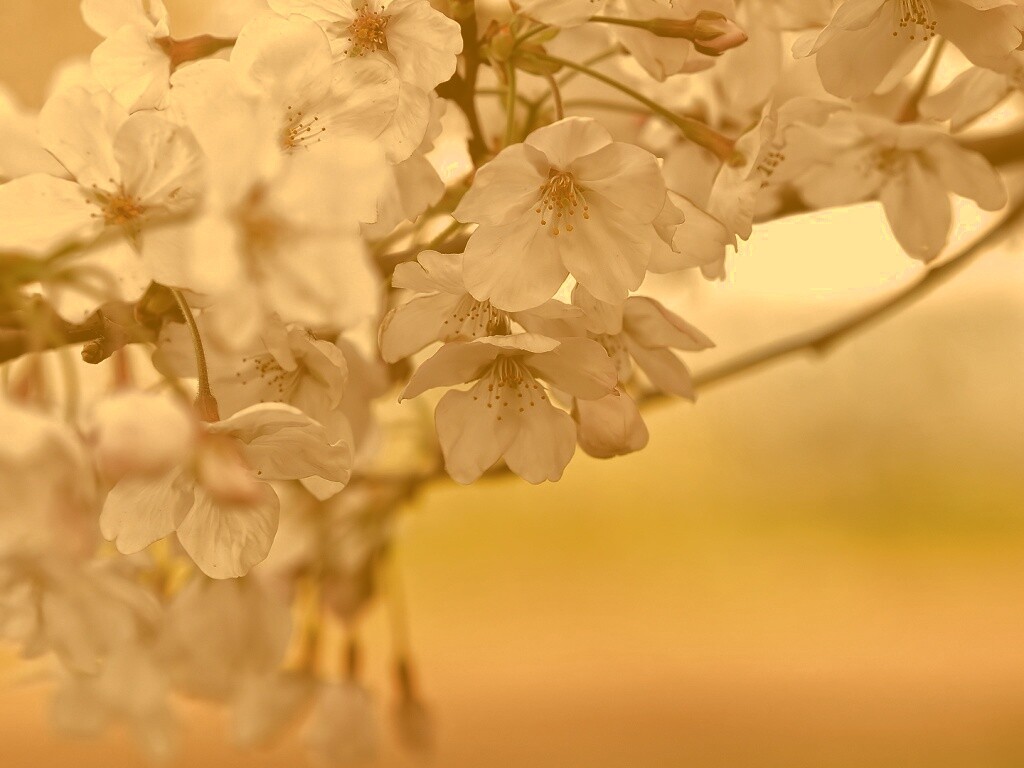 Цветение вишни обои