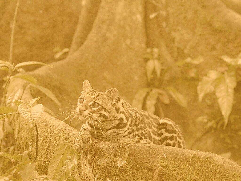 Оцелот обои