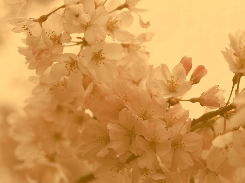 Цветение вишни обои