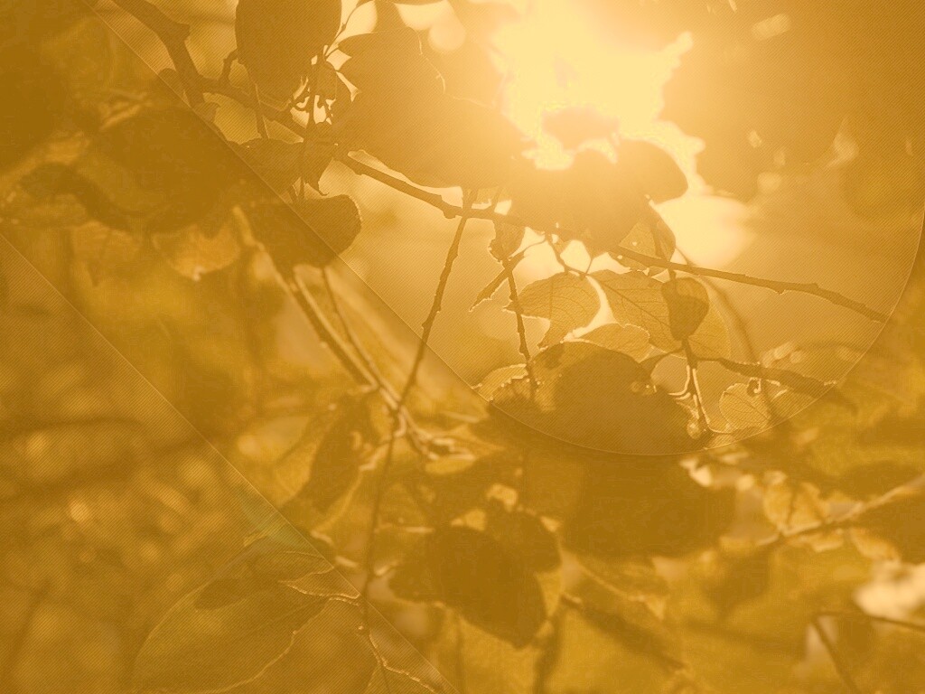 Солнце пробивается сквозь листву обои