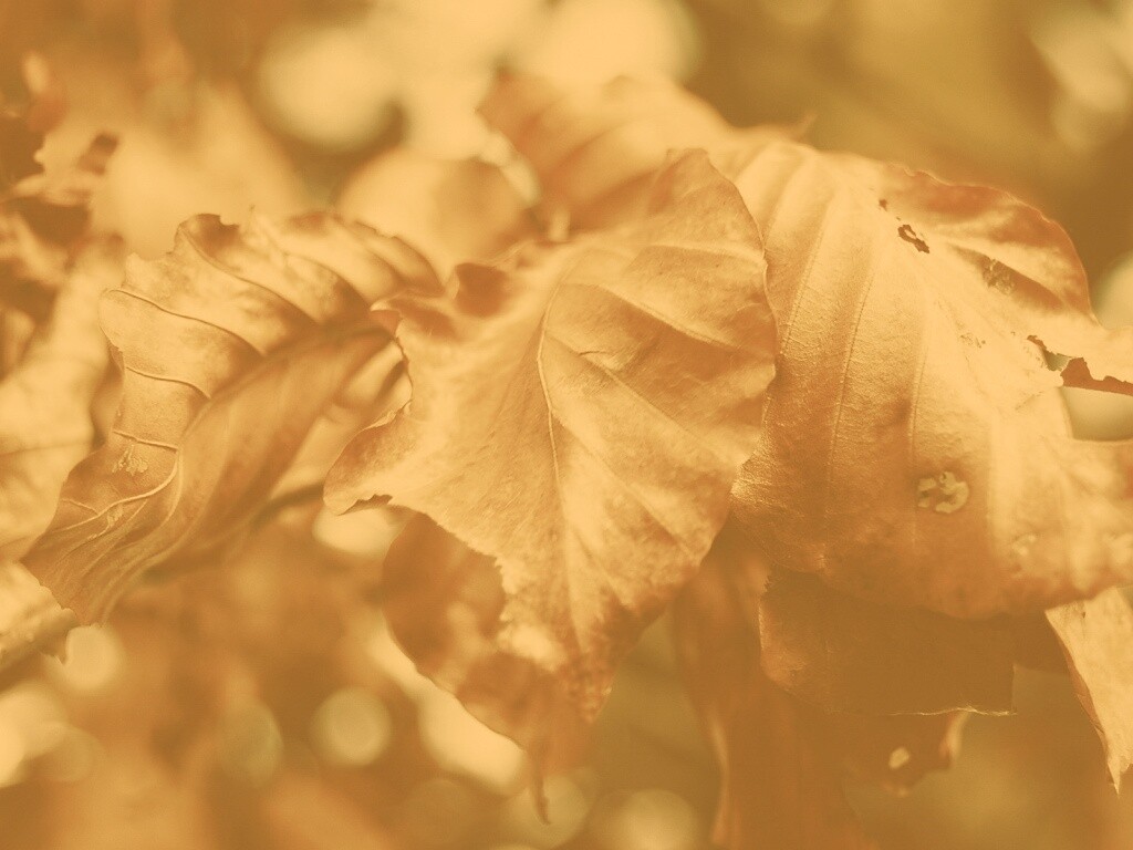 Засохший лист обои