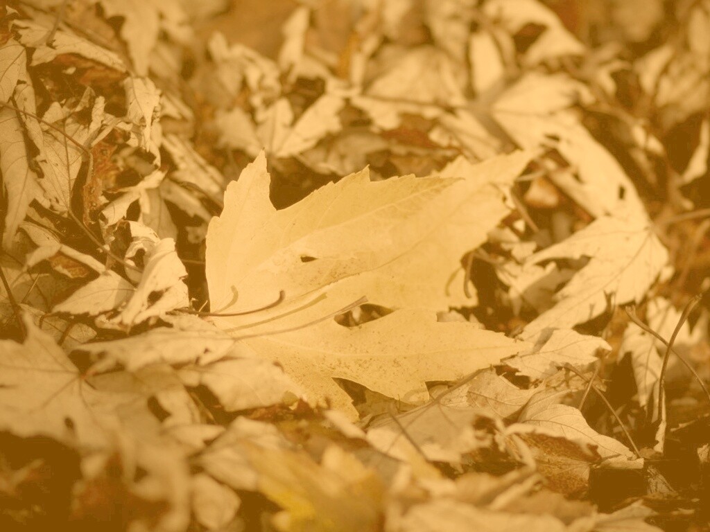 Мёртвая листва обои