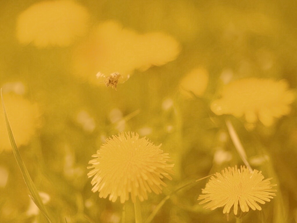 Пчёлка пролетает над одуванчиками обои