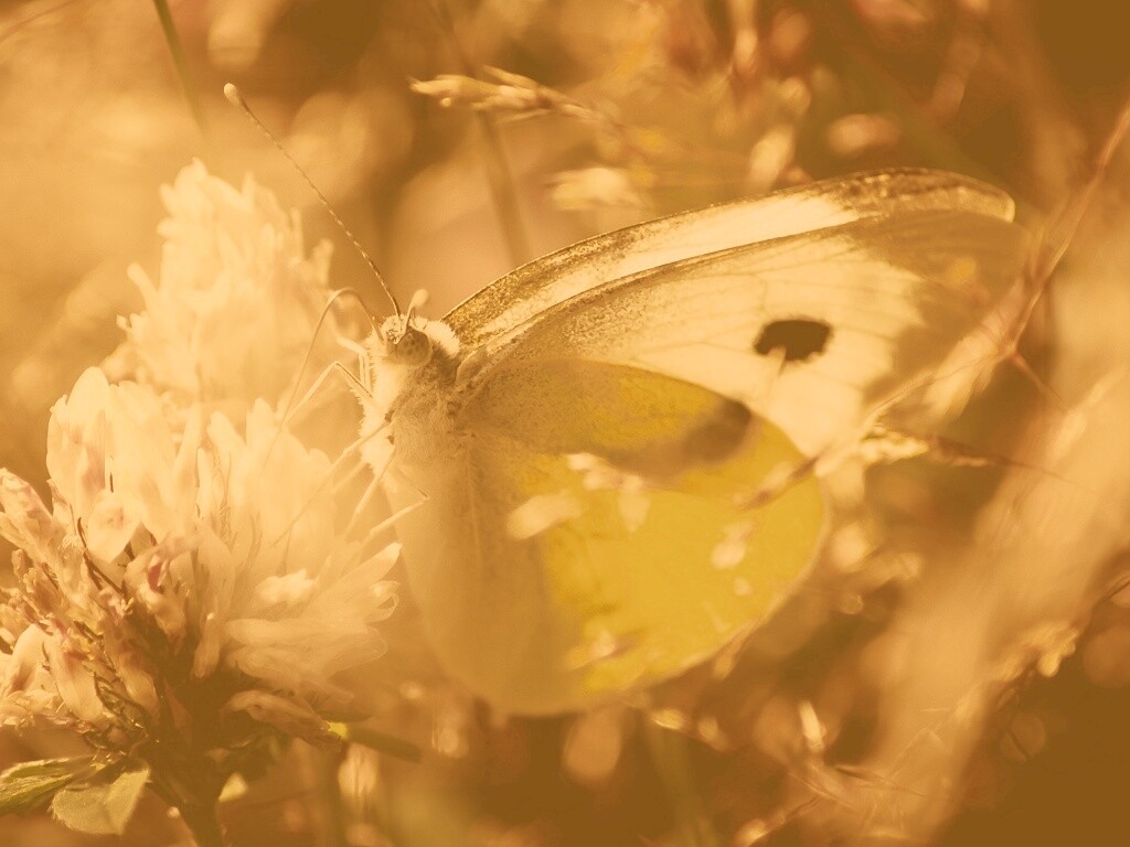 Бабочка на цветке обои