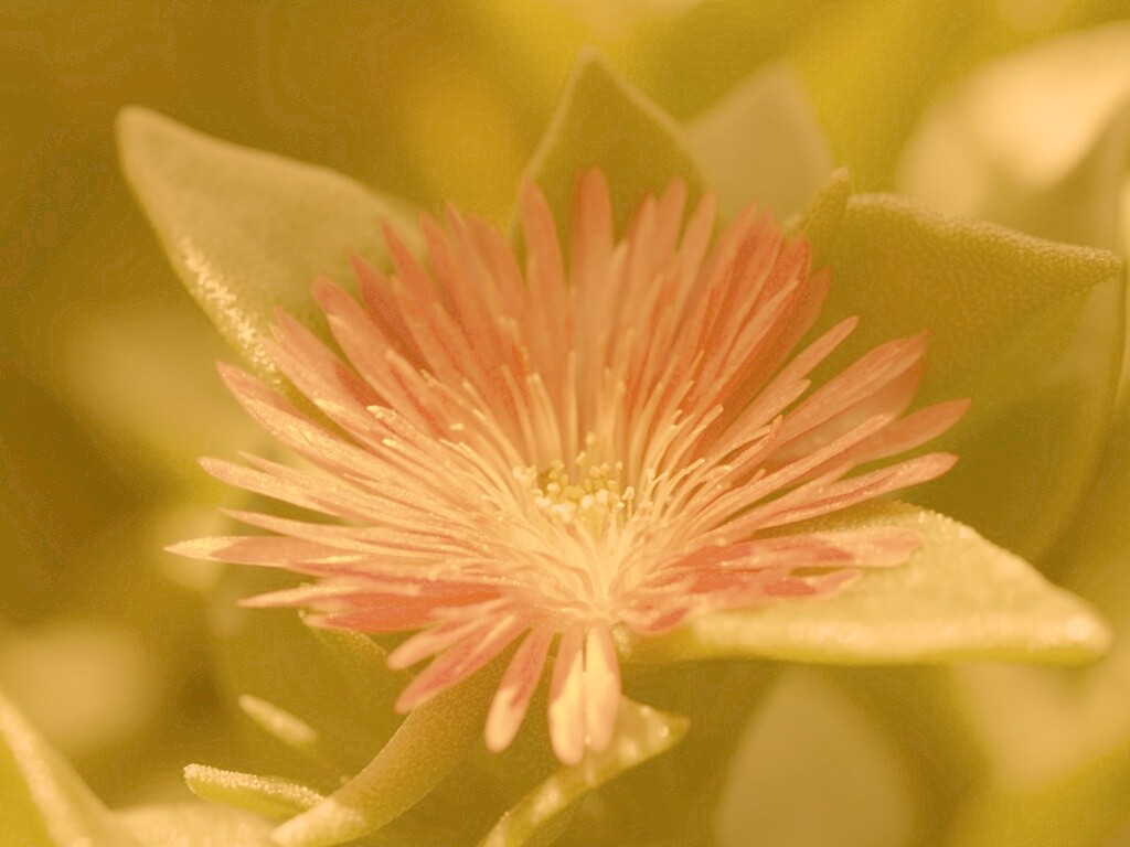 Чудесный цветок обои