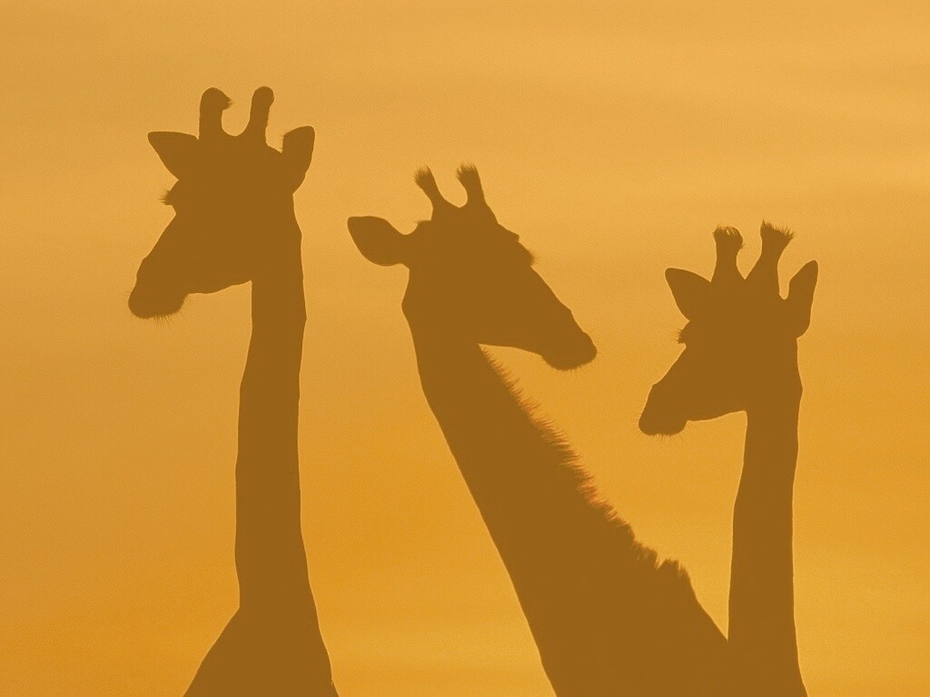 Три силуэта жирафов на фоне неба обои