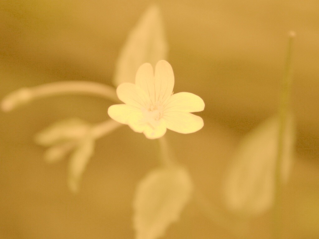 Маленький цветок в макро обои