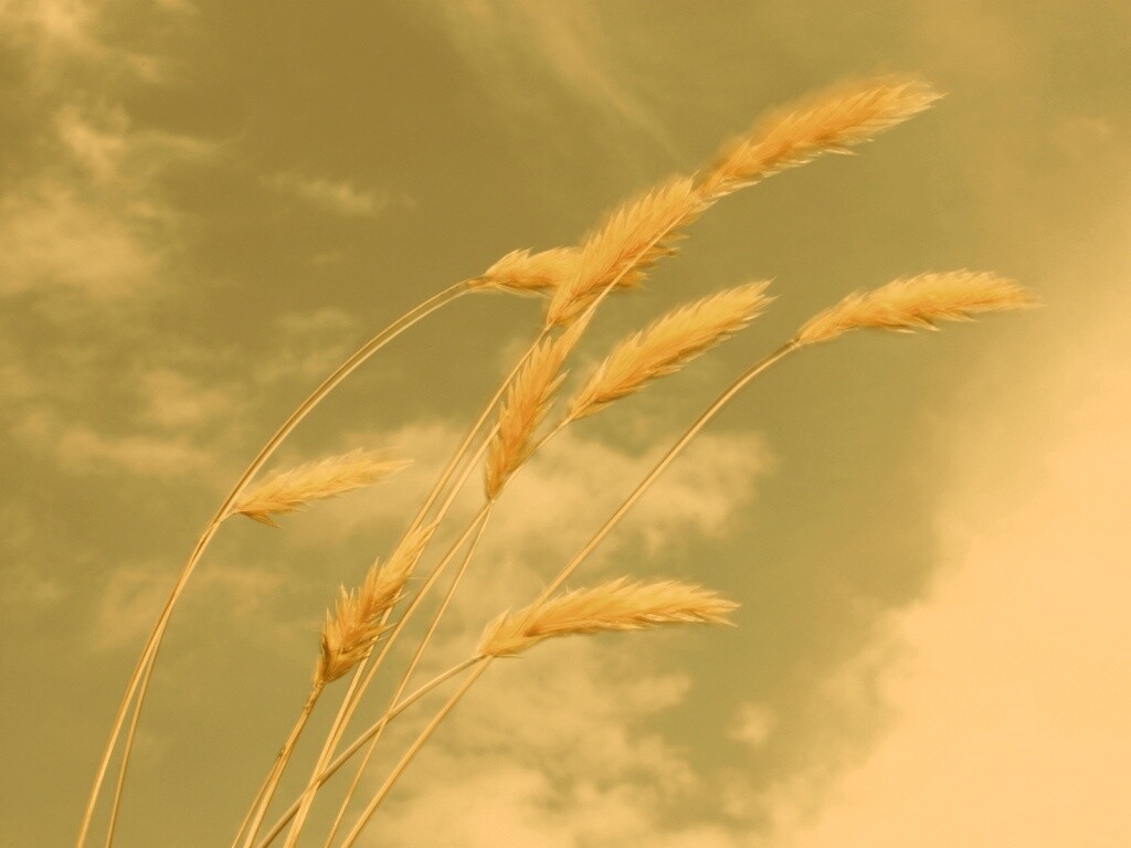 Колосья обои
