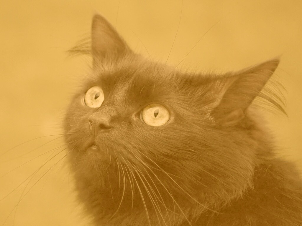 Чёрный котик с зелёными глазками обои