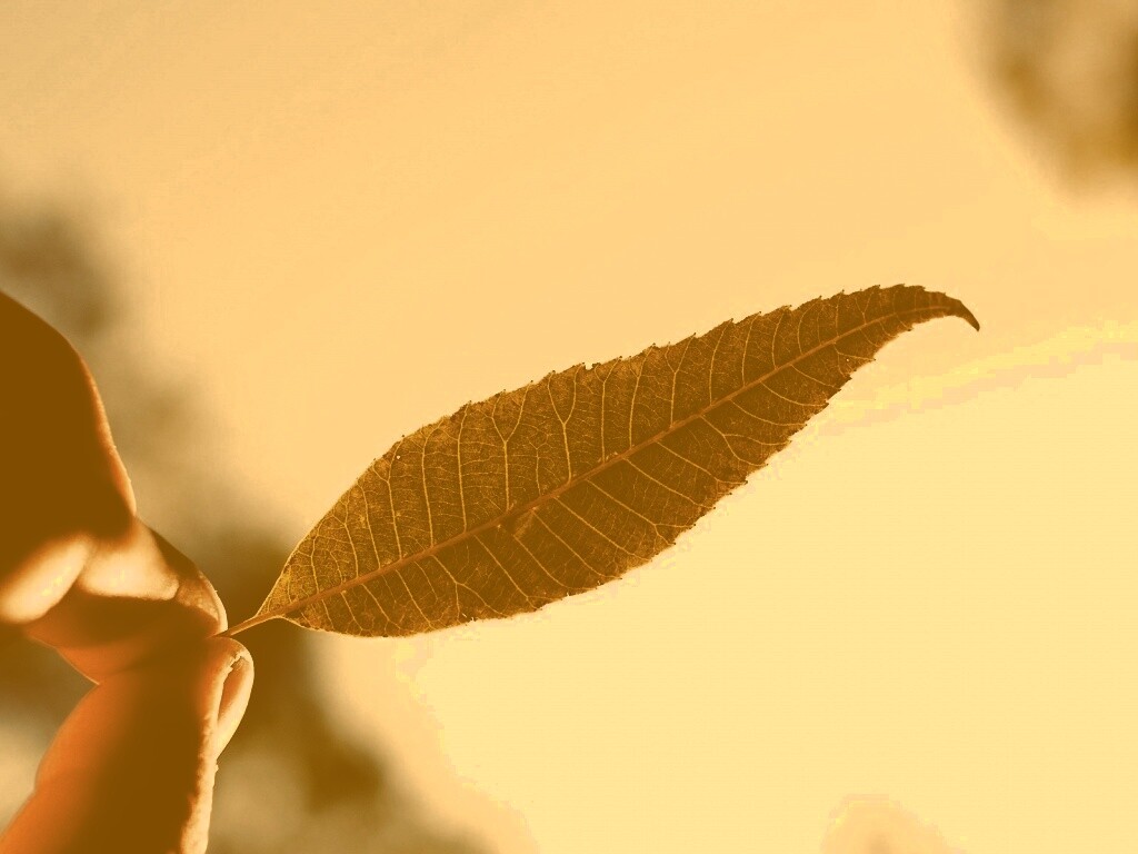Листик в пальцах обои