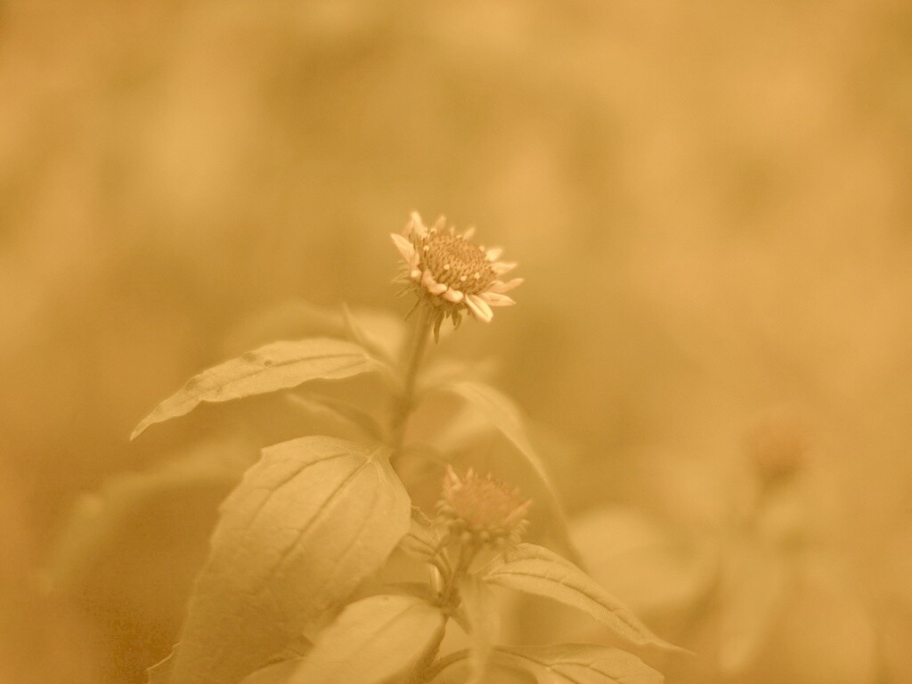 Фотография цветка обои