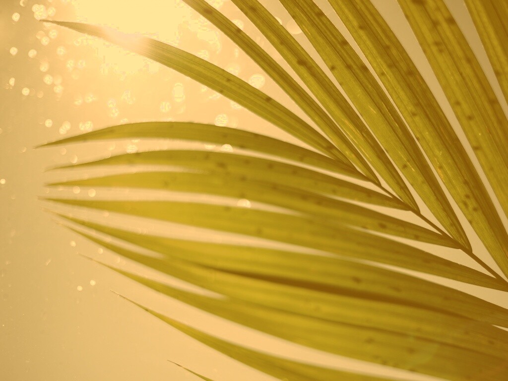 Солнце просвечивает сквозь пальмовый лист обои