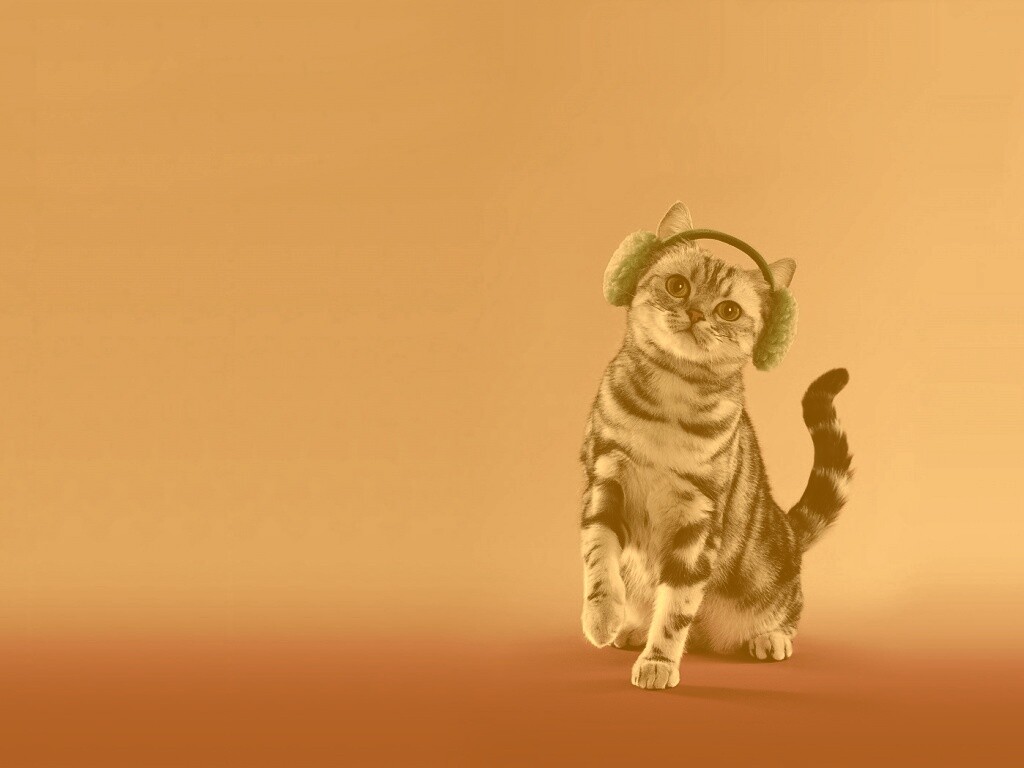 Кот в зеленых наушниках обои