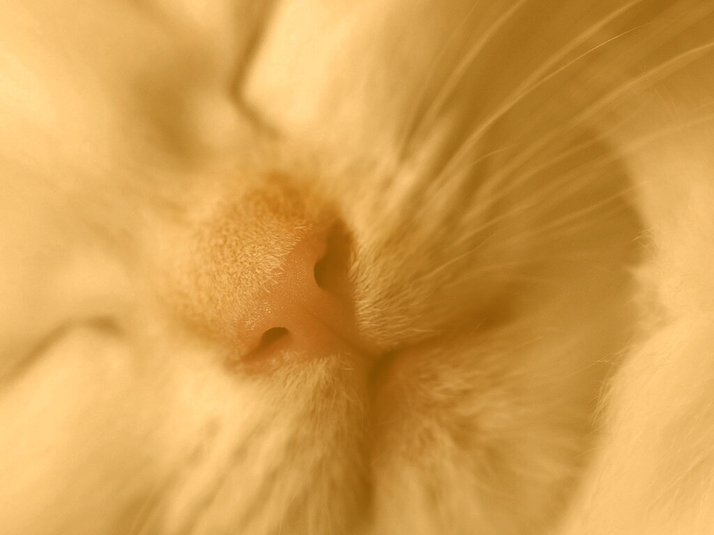 Кошачья мордочка обои