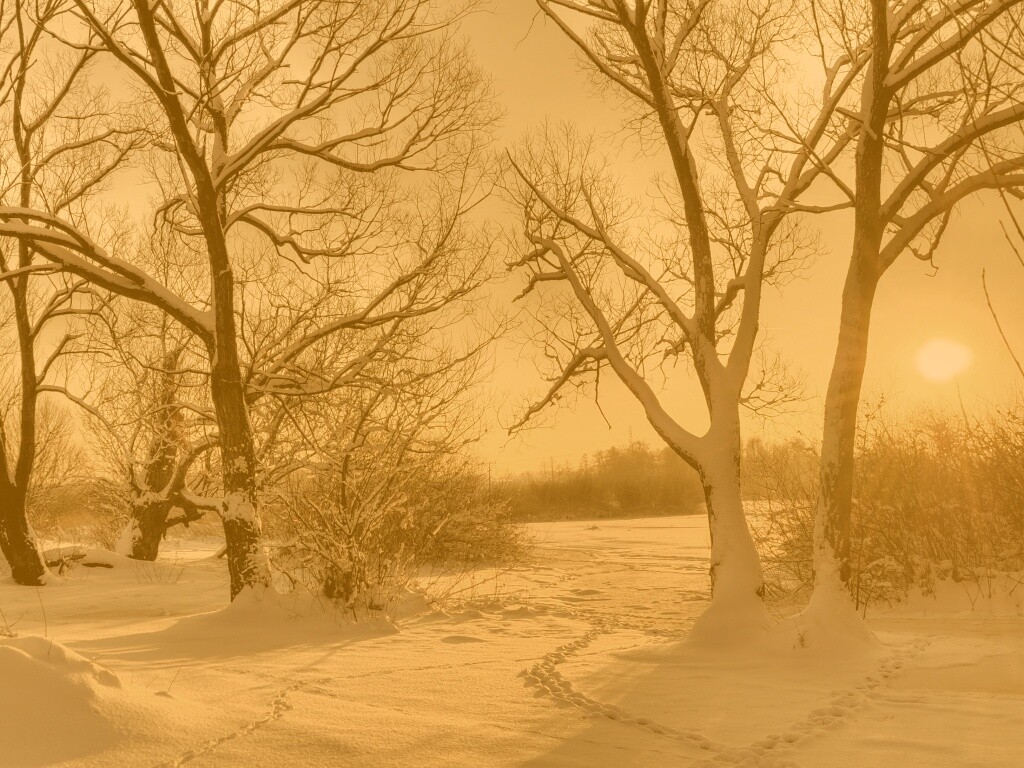 Солнечный свет в зимнем лесу обои