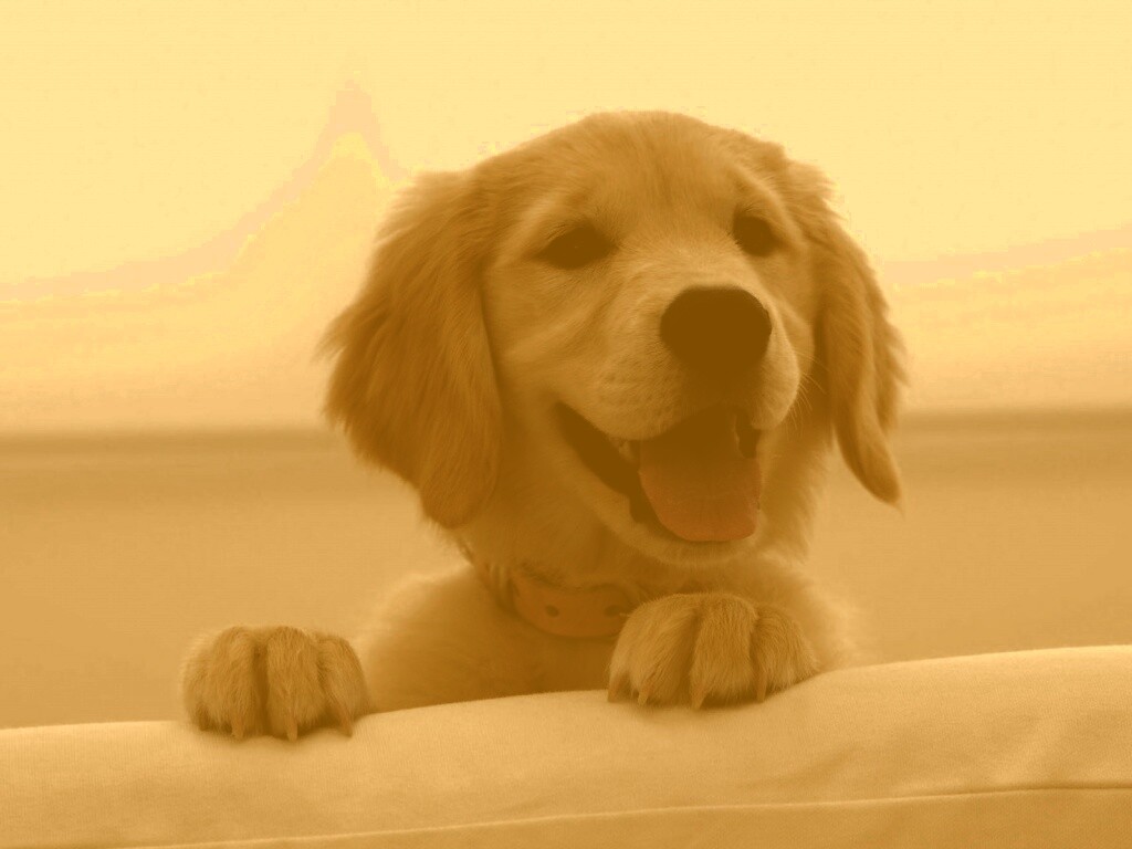Щенок голден ретривера обои