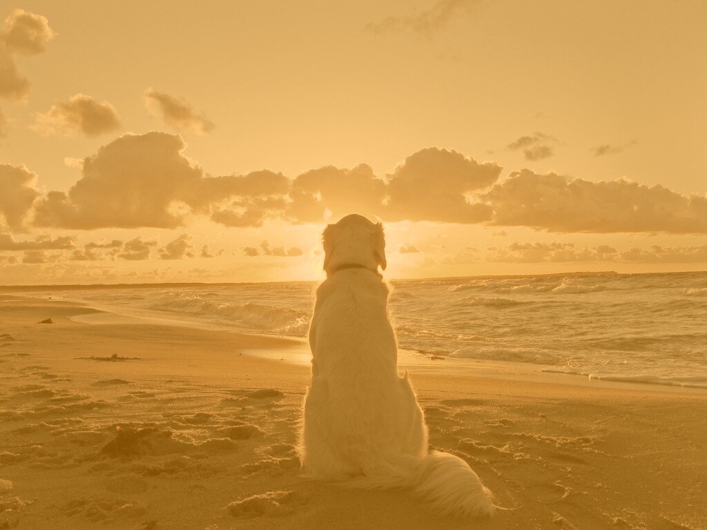 Собака наблюдающая закат на пляже обои