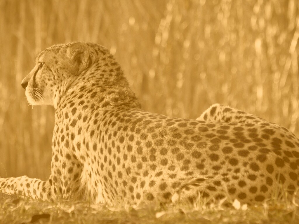 Гепард обои
