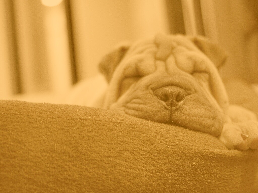 Щенок шарпея спит обои