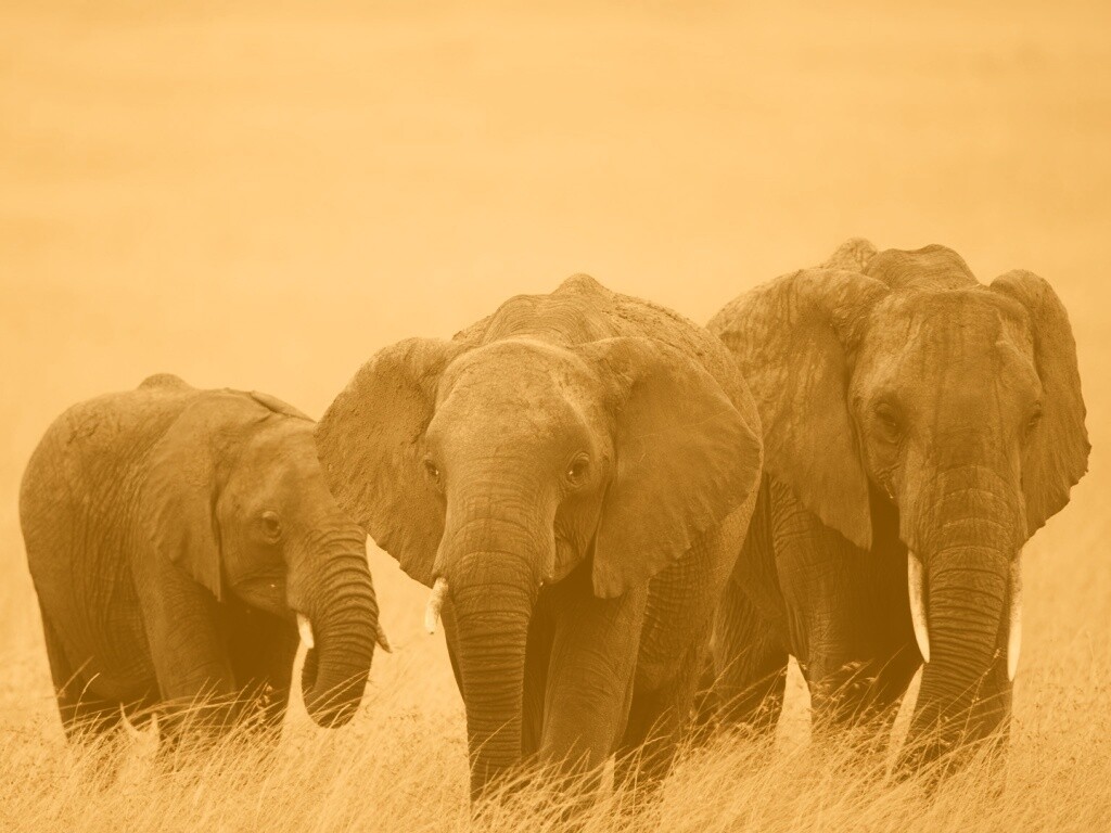 Слон, слониха и слоненок обои