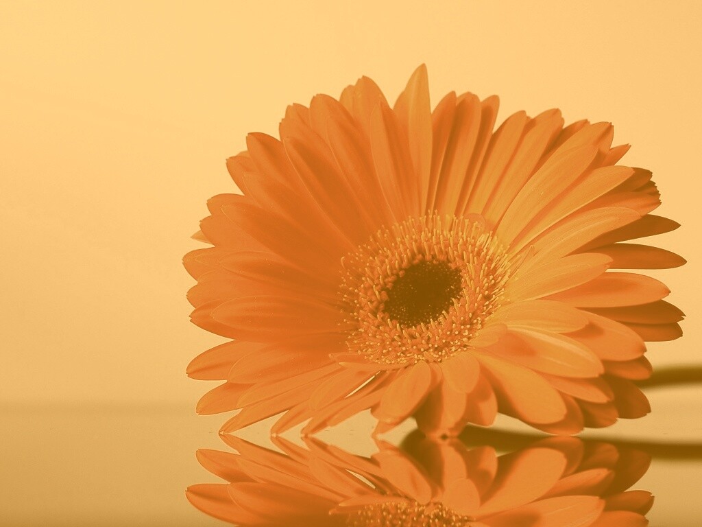 Гербер на стекле обои