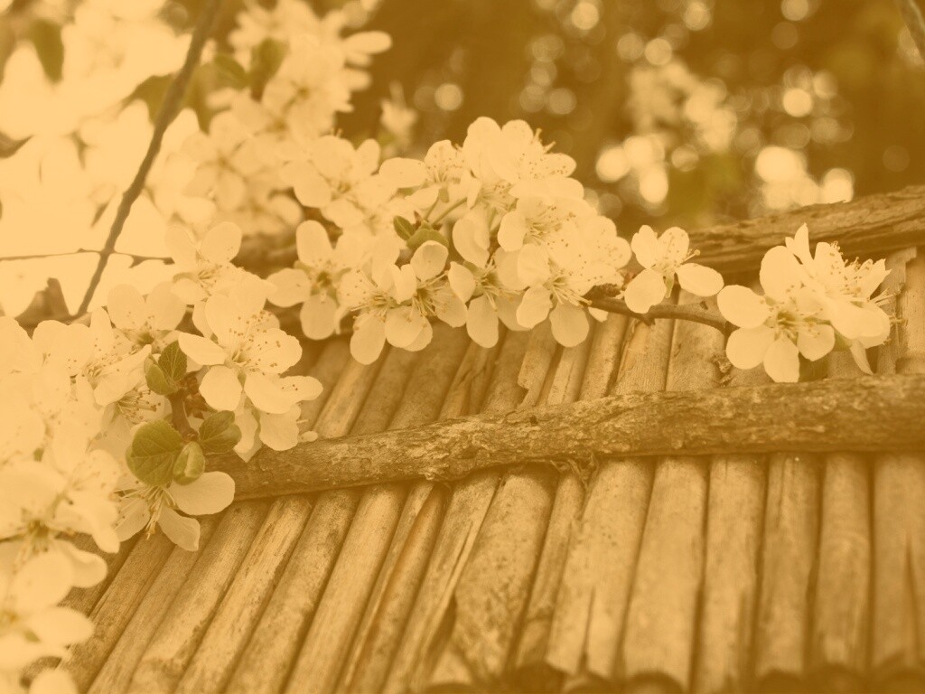 Веточка цветущей вишни обои