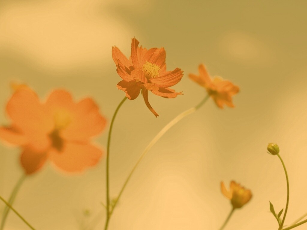 Летние цветы на фоне неба обои