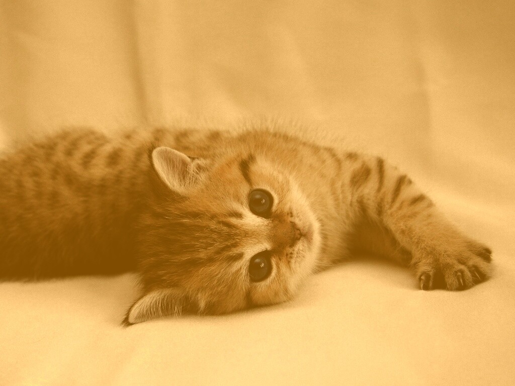 Рыжиый котенок с синим глазами обои