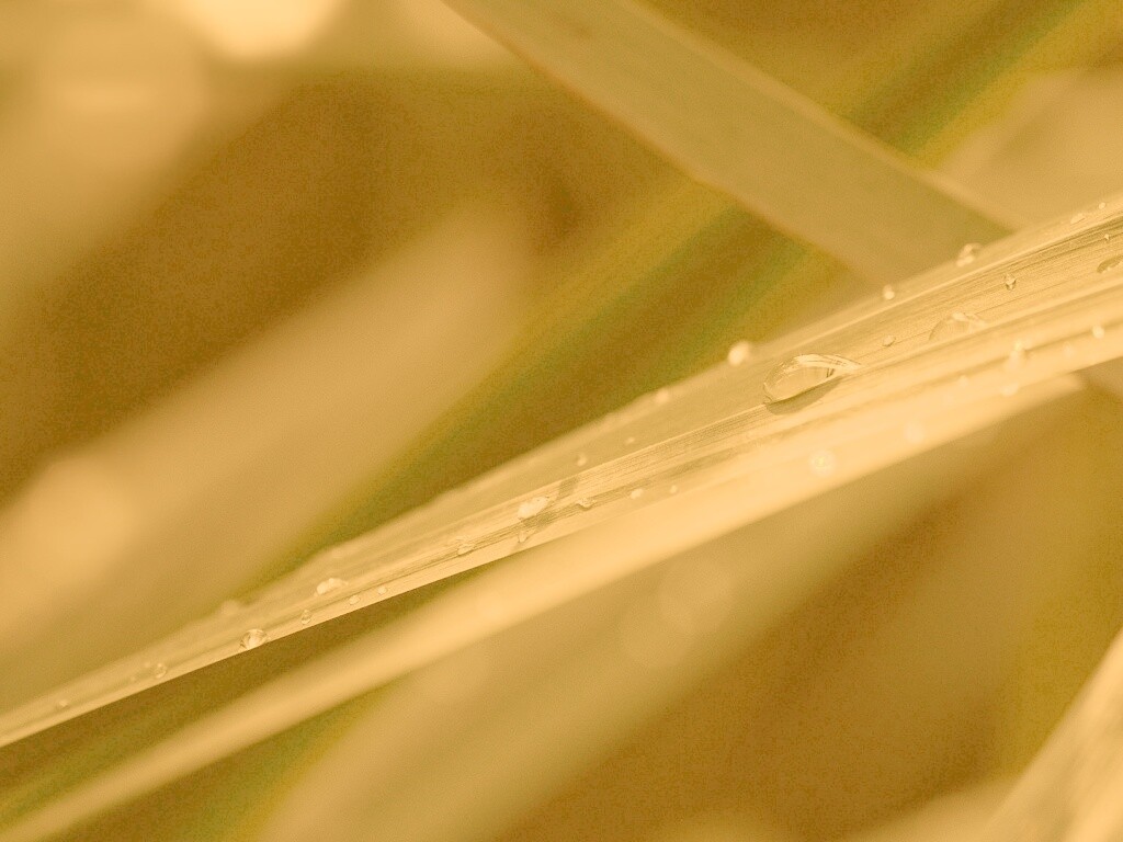 Капли росы на листе обои