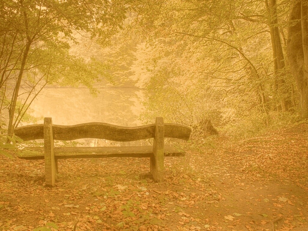 Скамейка в лесу обои