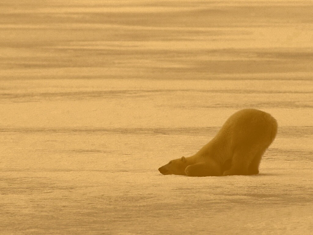 Полярный мишка в смешной позе обои