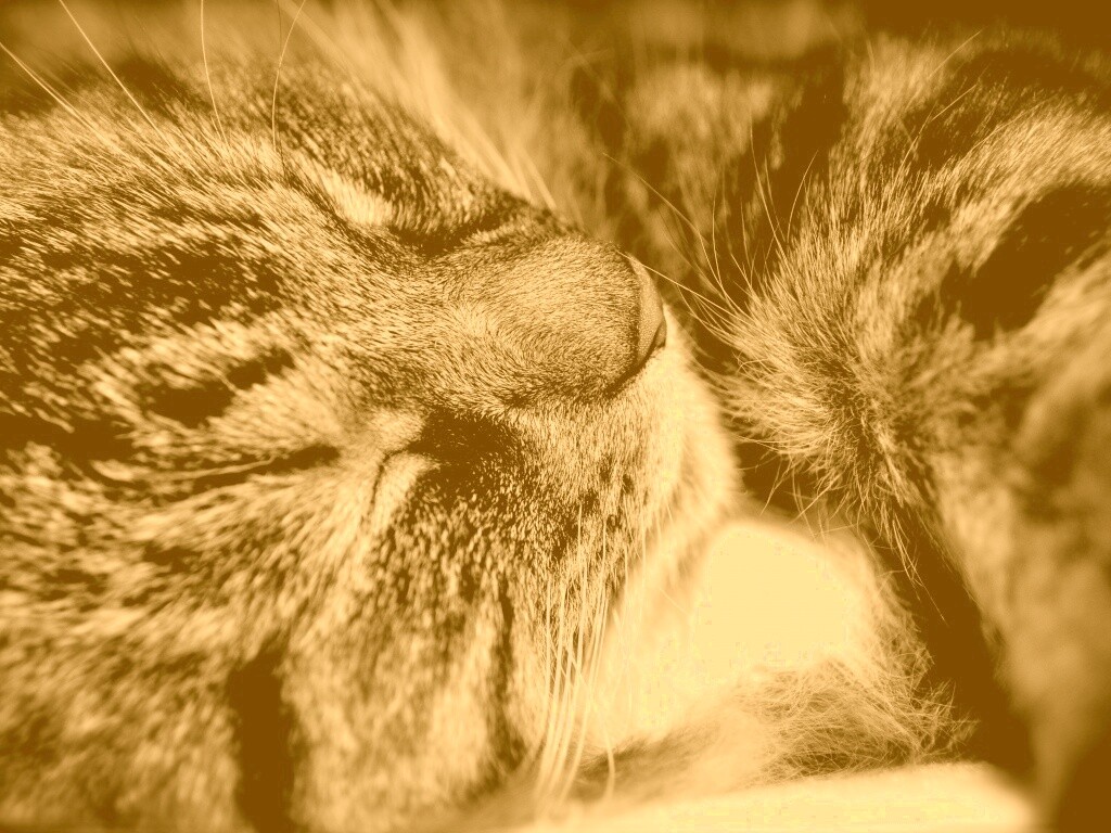 Пушистый кошара обои