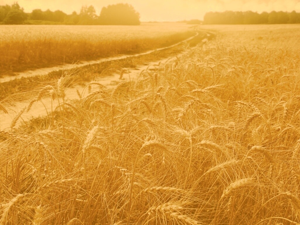 Речка среди поля обои