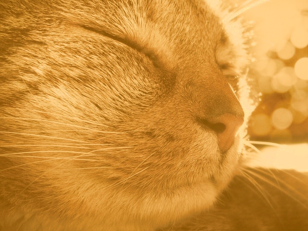 Спящий на солнце рыжий кот обои