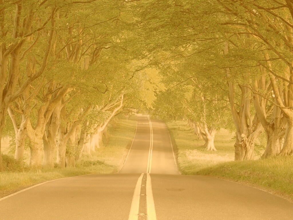 Дорога через лес обои