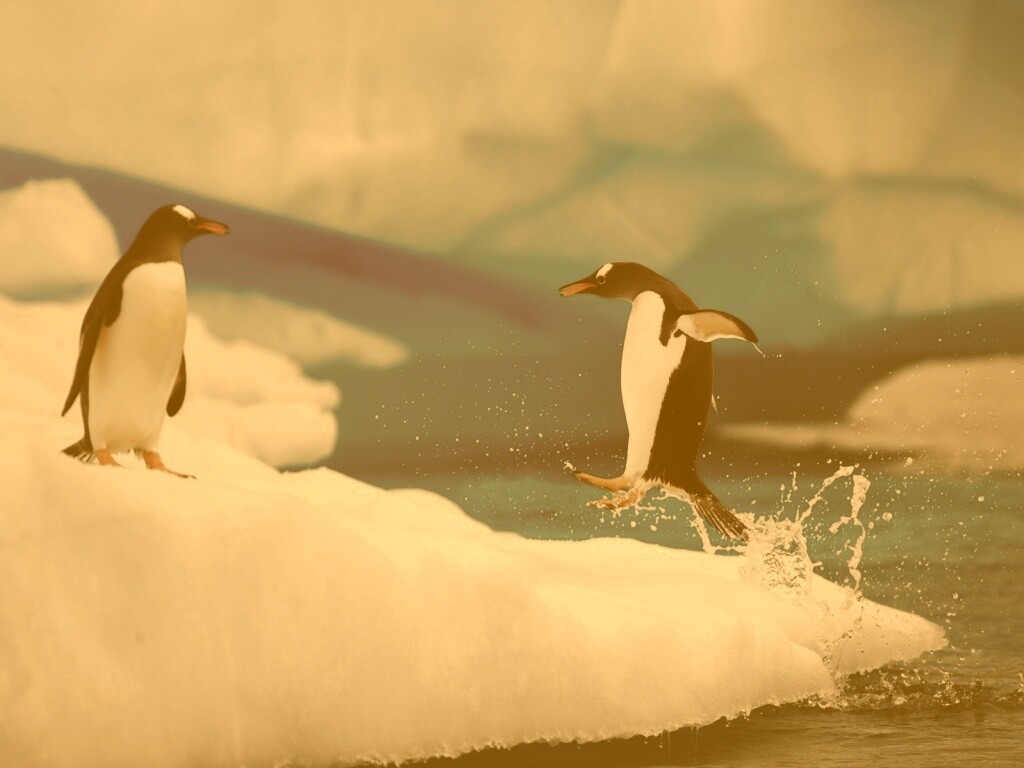 Пигвин запрыгивает на льдину обои