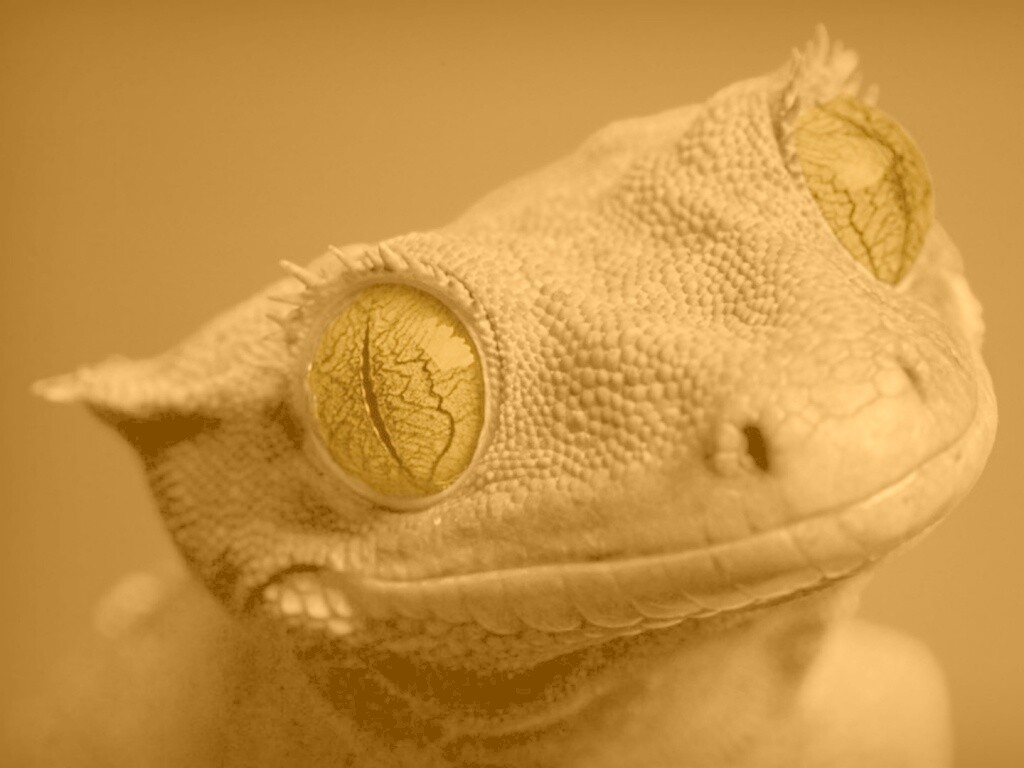 Ящерка обои