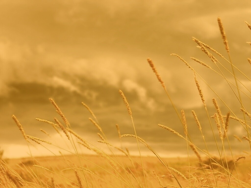 Золотистое поле обои