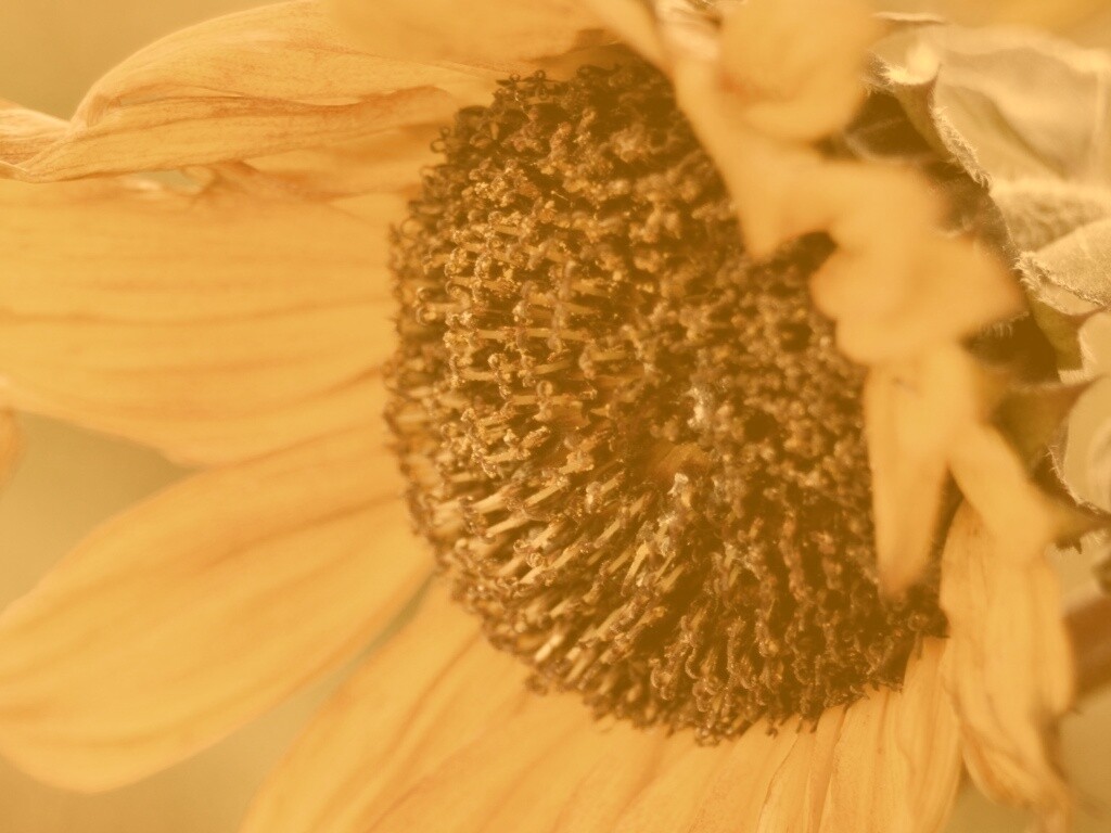 Подсолхну осенью обои