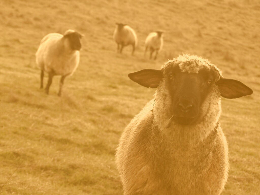 Овцы на пастбище обои