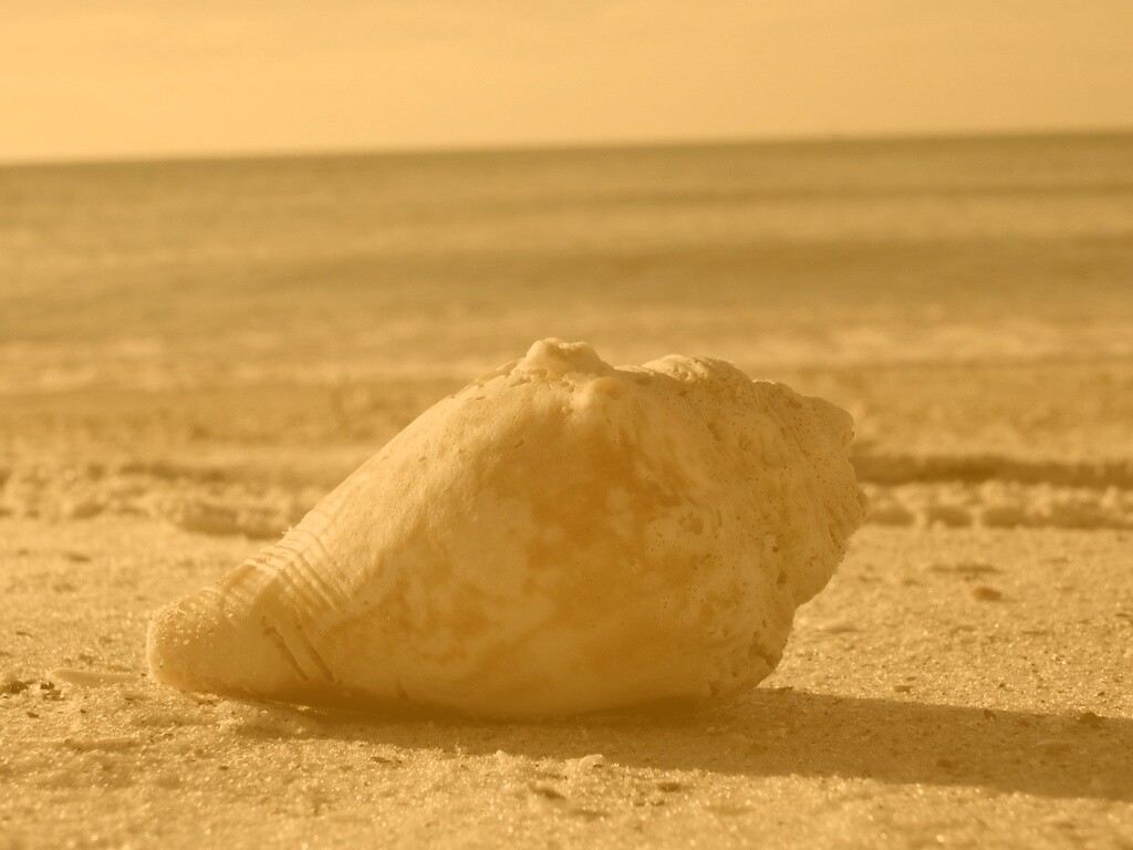 Морская раковина на пляже обои