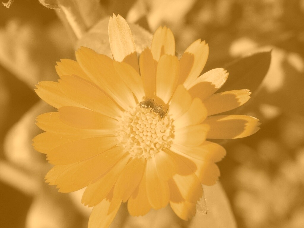 Оса на цветке обои