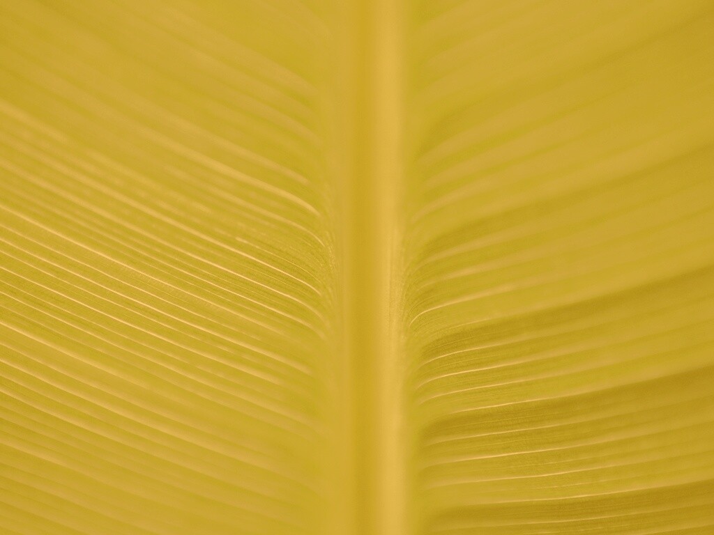 Макро фото листа обои