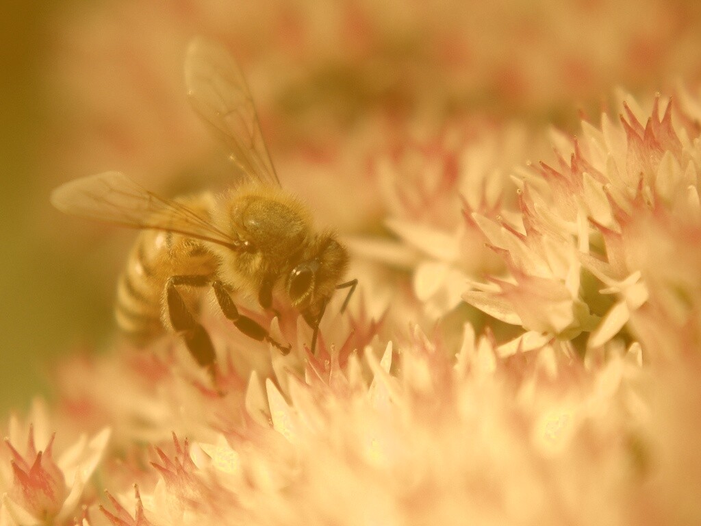Пчела собирает пыльцу обои